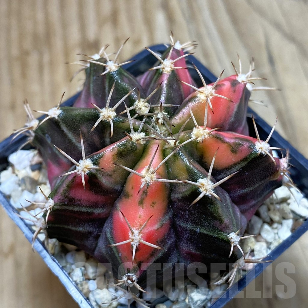 SH4592 Gymnocalycium mihanovichii f. variegata, seedling