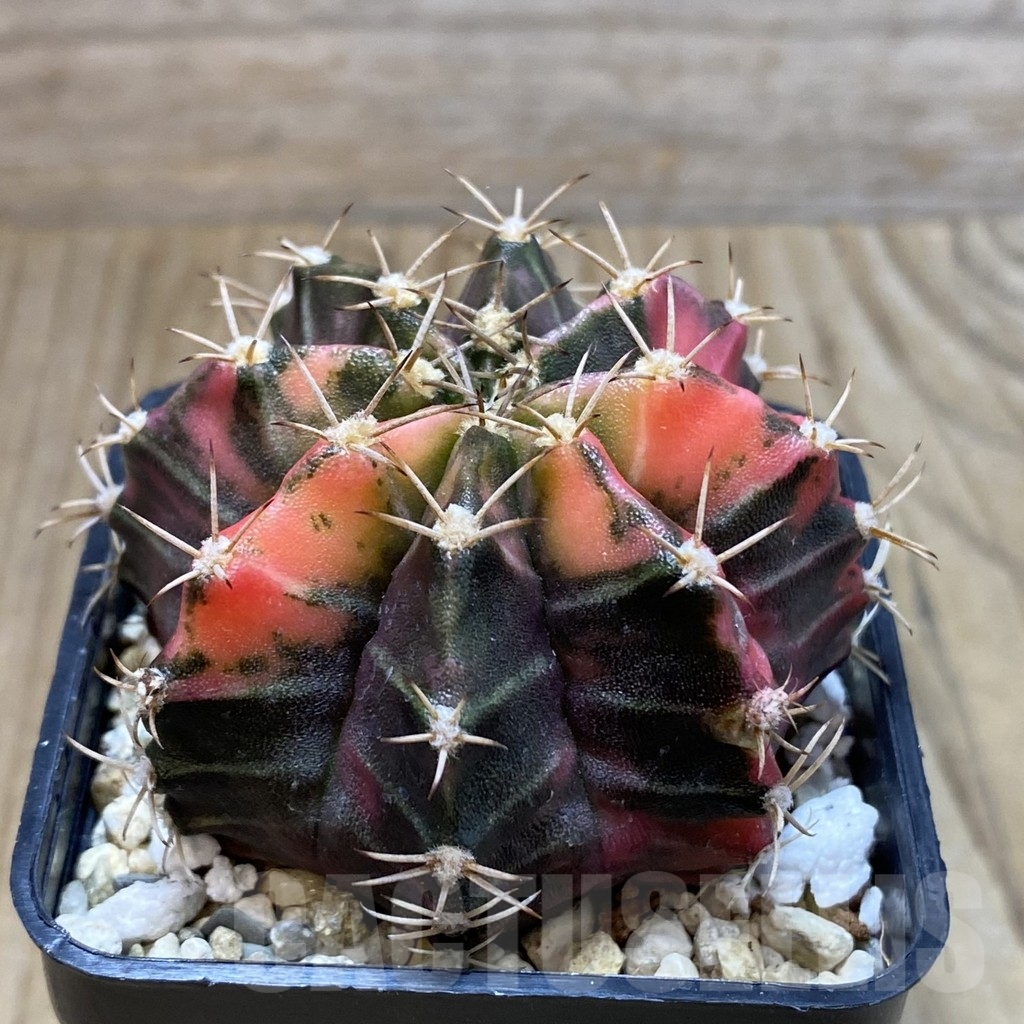 SH4592 Gymnocalycium mihanovichii f. variegata, seedling - immagine 2