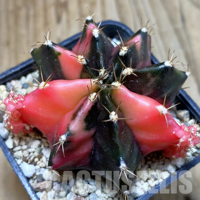 SH4593 Gymnocalycium mihanovichii f. variegata, seedling