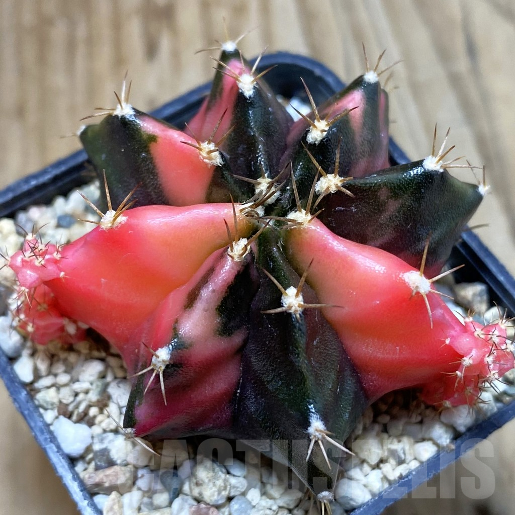 SH4593 Gymnocalycium mihanovichii f. variegata, seedling