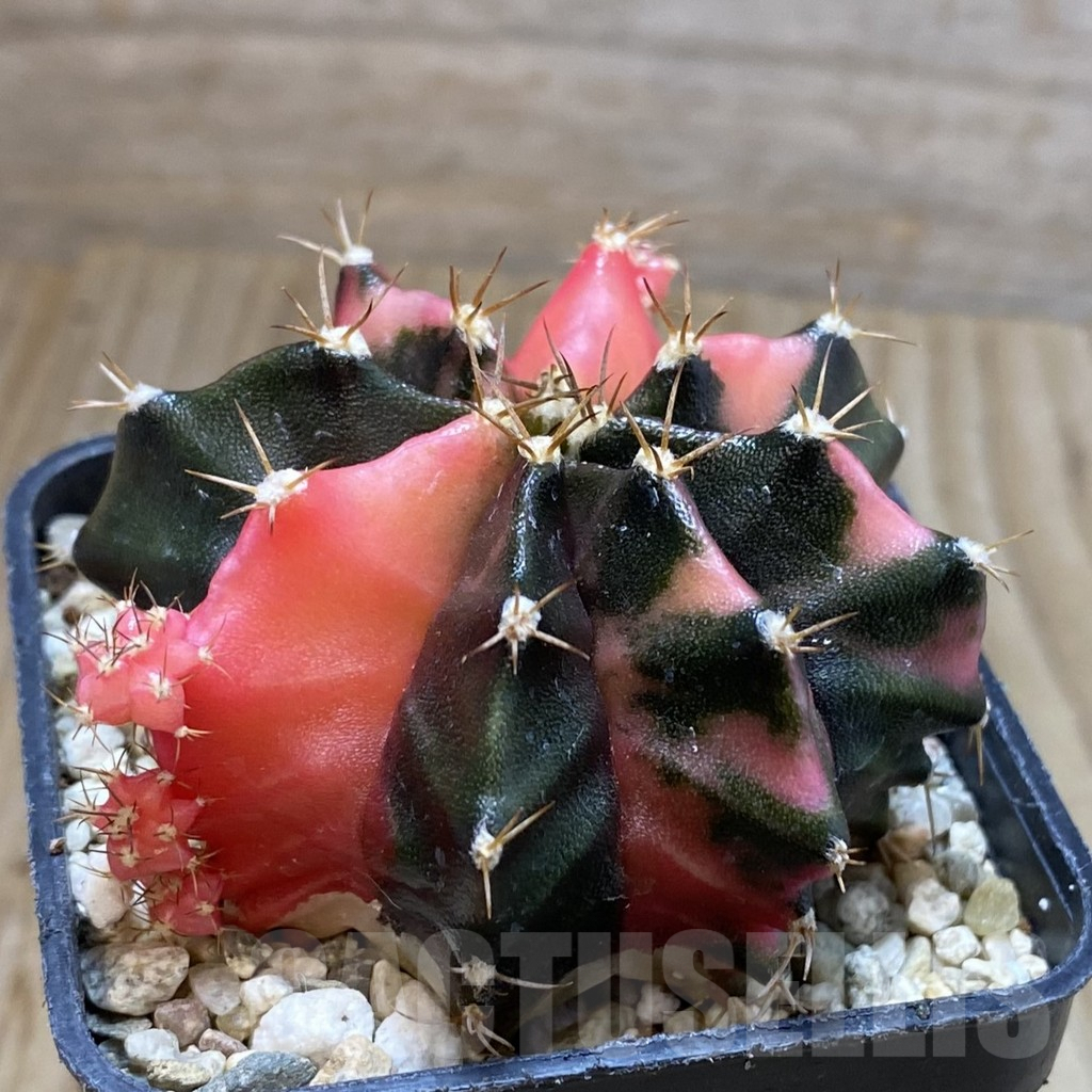 SH4593 Gymnocalycium mihanovichii f. variegata, seedling - Image 2