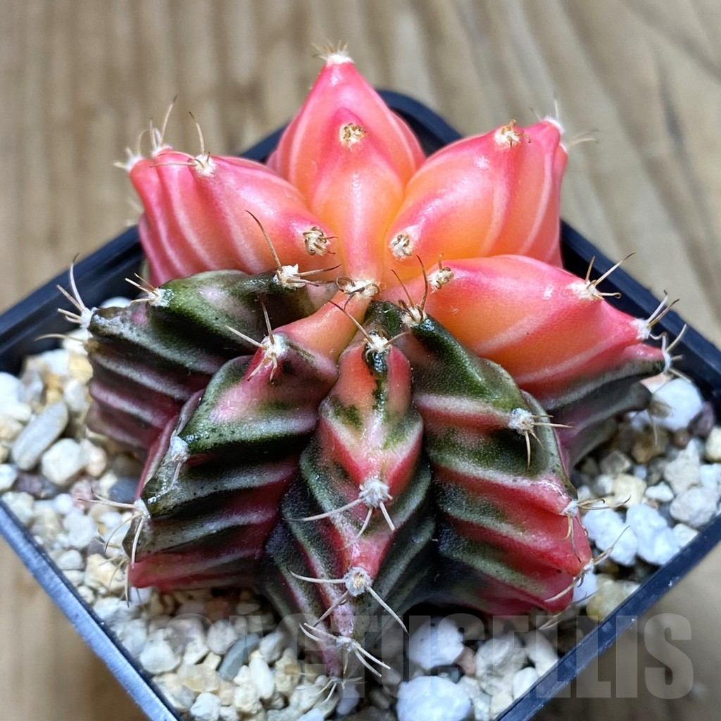 SH4594 Gymnocalycium mihanovichii f. variegata, seedling