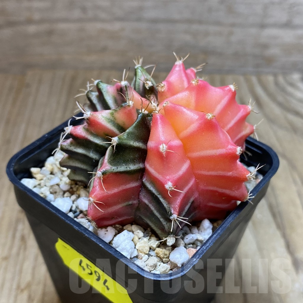 SH4594 Gymnocalycium mihanovichii f. variegata, seedling - immagine 2