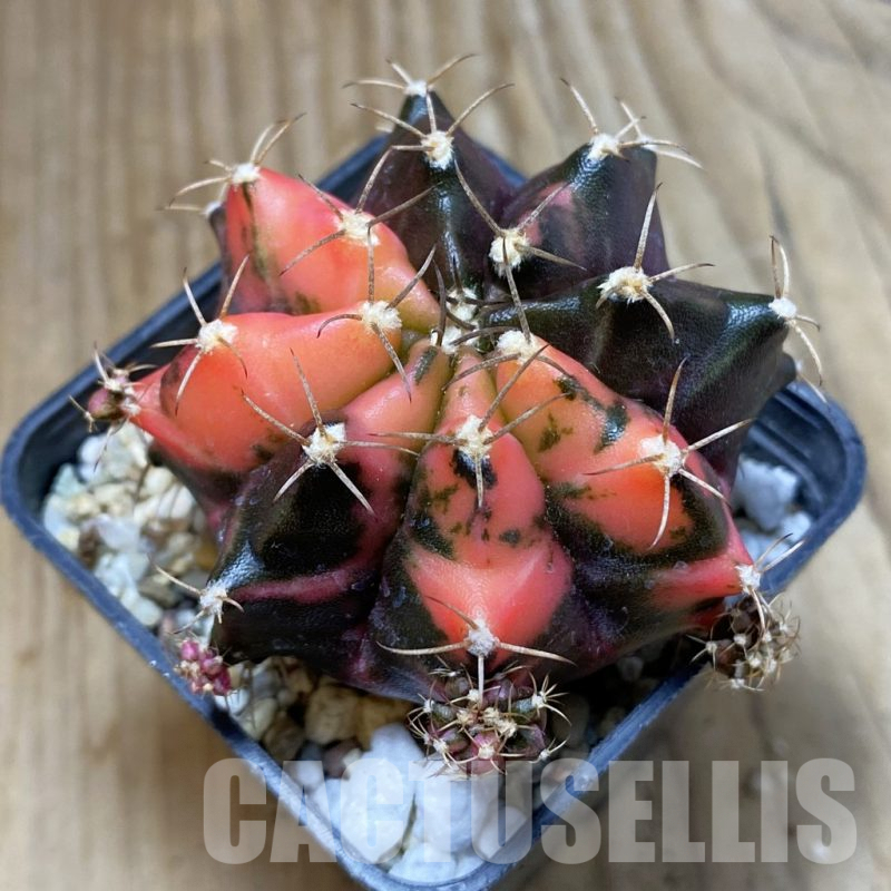 SH4595 Gymnocalycium mihanovichii f. variegata, seedling