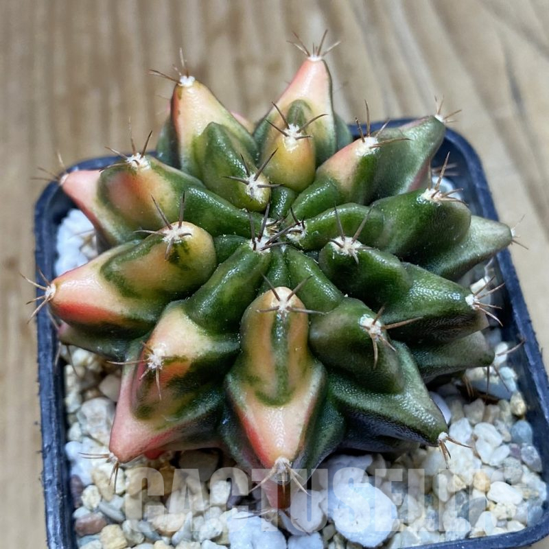 SH4596 Gymnocalycium mihanovichii f. variegata, seedling