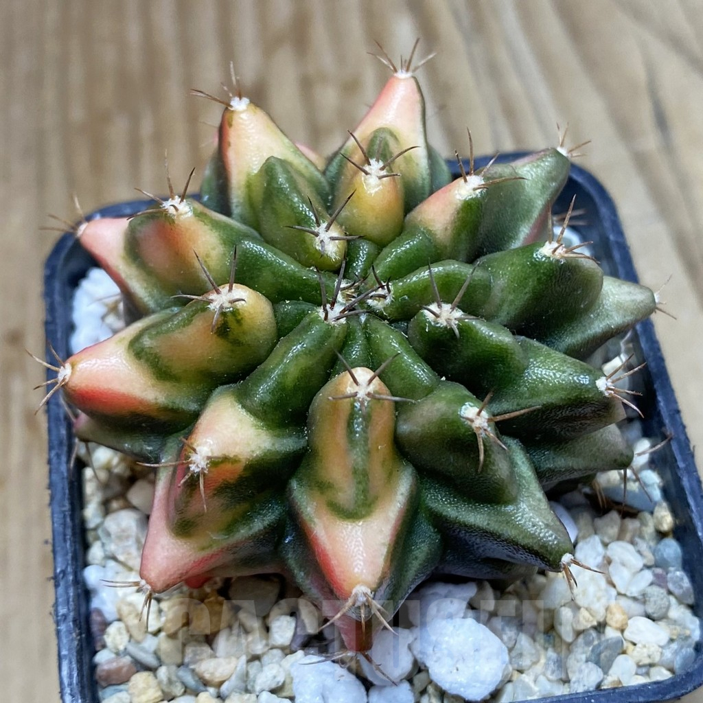 SH4596 Gymnocalycium mihanovichii f. variegata, seedling