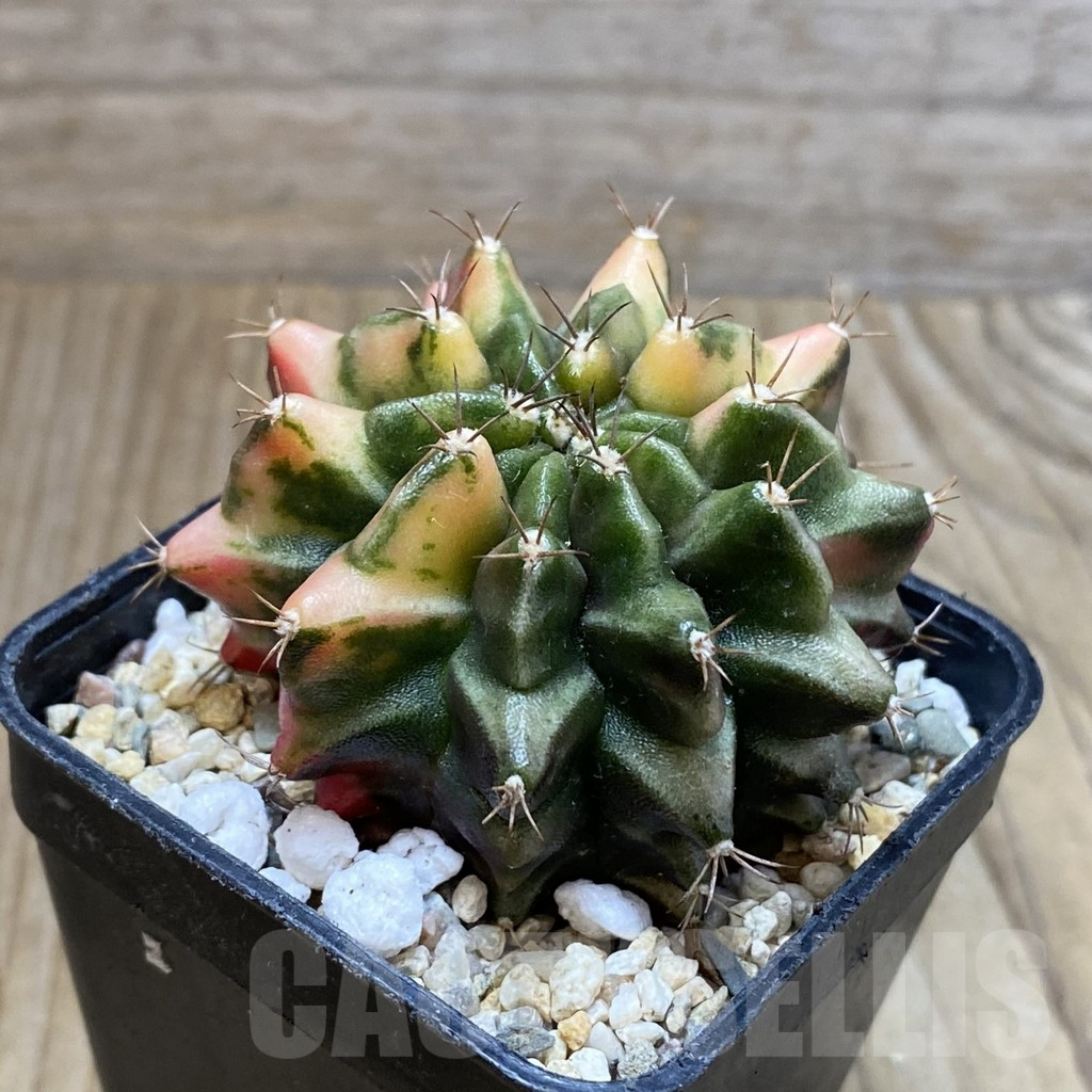 SH4596 Gymnocalycium mihanovichii f. variegata, seedling - Image 2