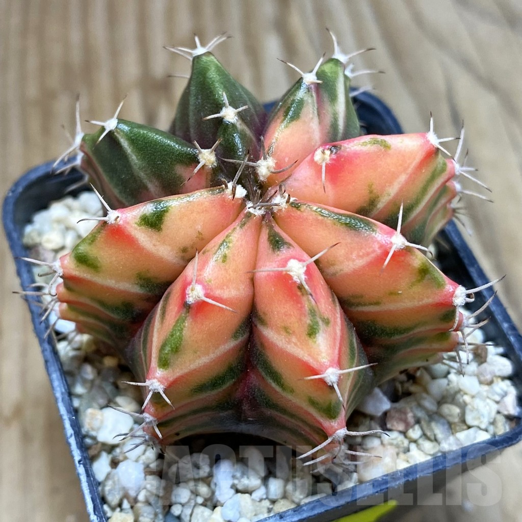 SH4597 Gymnocalycium mihanovichii f. variegata, seedling