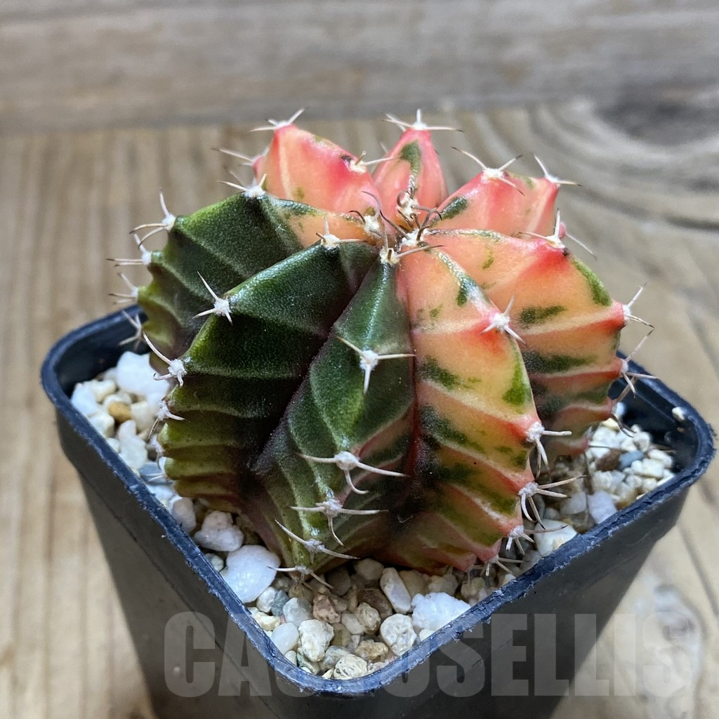 SH4597 Gymnocalycium mihanovichii f. variegata, seedling - immagine 2