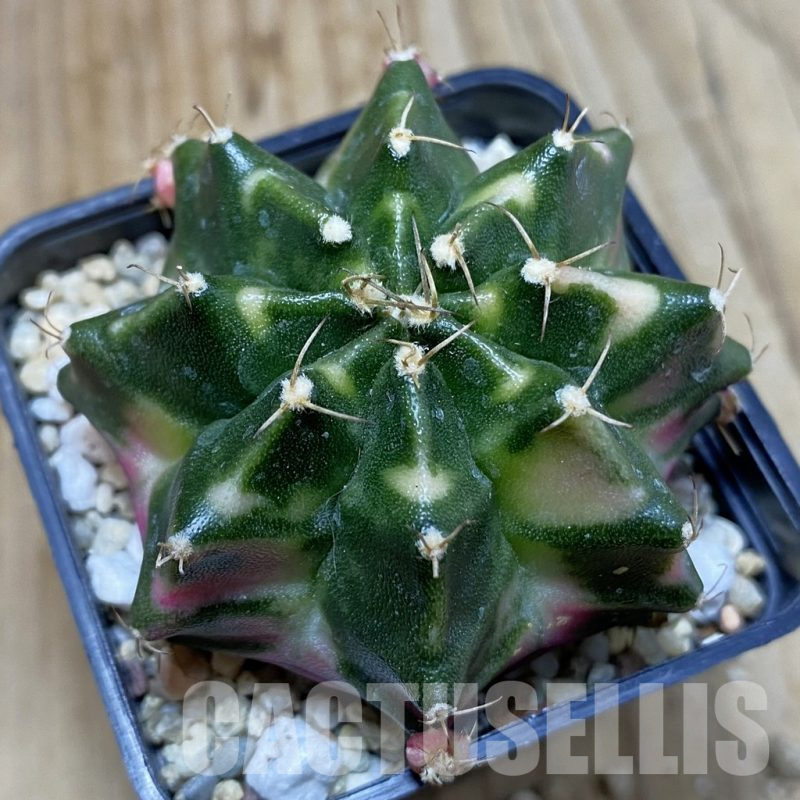 SH4598 Gymnocalycium mihanovichii f. variegata, seedling