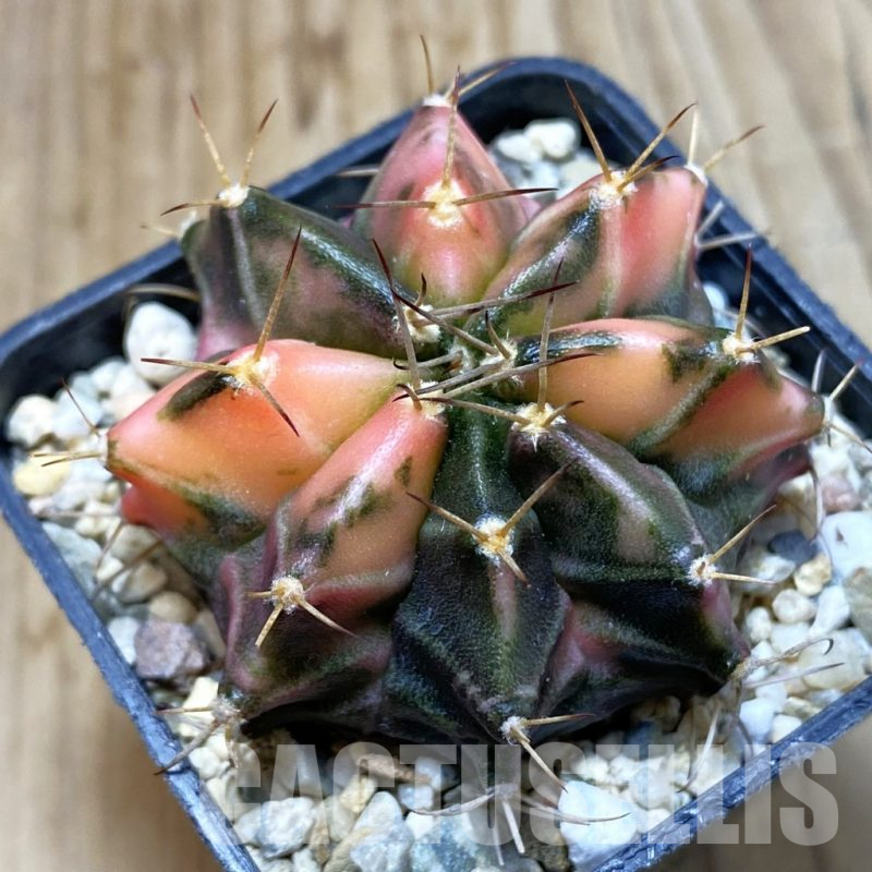 SH4600 Gymnocalycium mihanovichii f. variegata, seedling