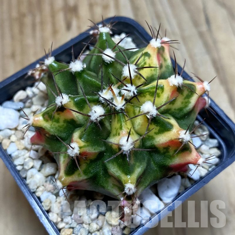 SH4601 Gymnocalycium mihanovichii f. variegata, seedling
