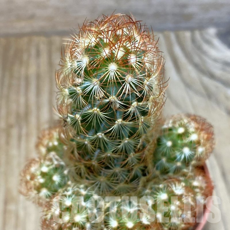 SHND4551 Mammillaria elongata v. rubrispina