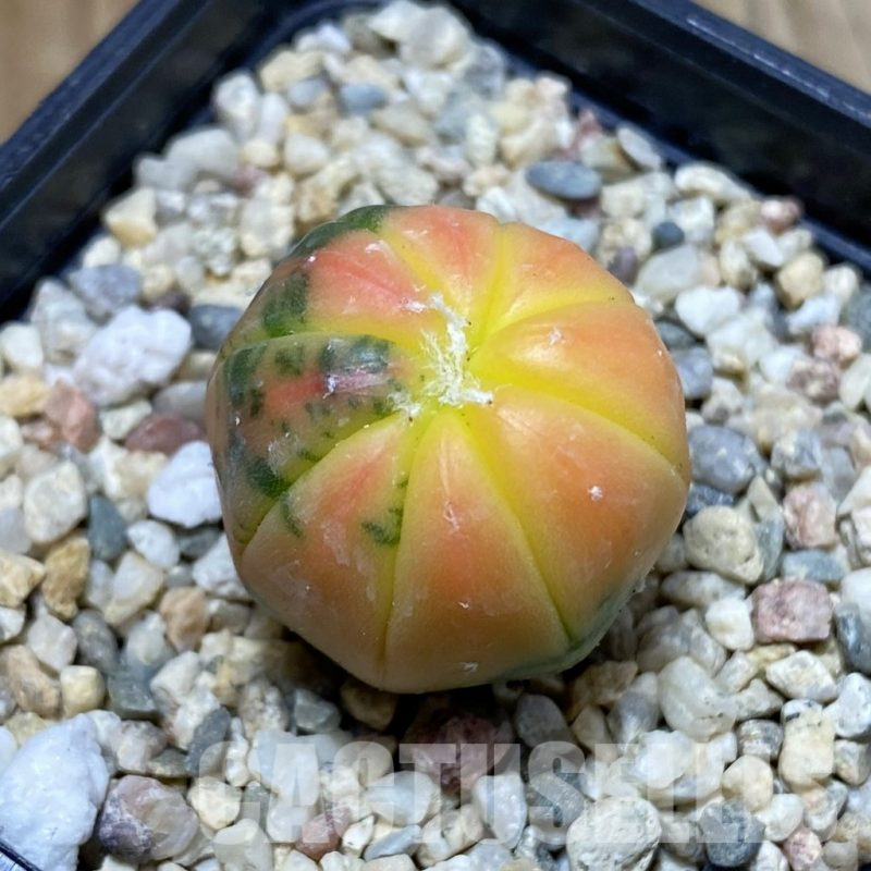 SH4604 Astrophytum asterias ‘Purple Skin Red’ f. variegata