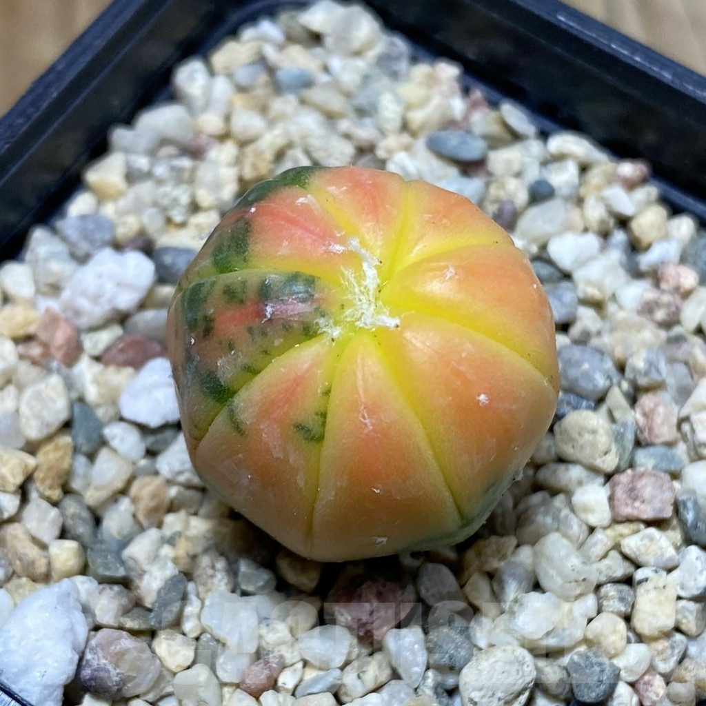 SH4604 Astrophytum asterias ‘Purple Skin Red’ f. variegata