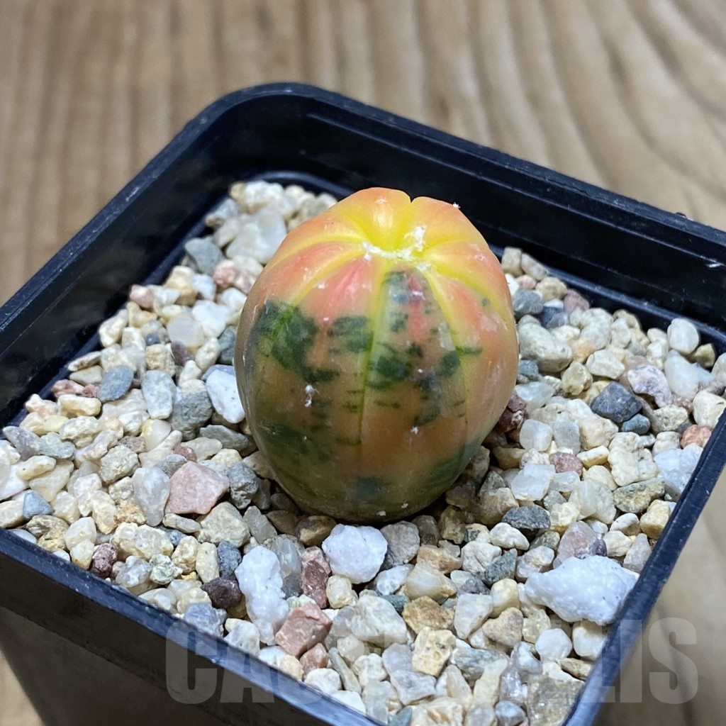 SH4604 Astrophytum asterias ‘Purple Skin Red’ f. variegata - Image 2