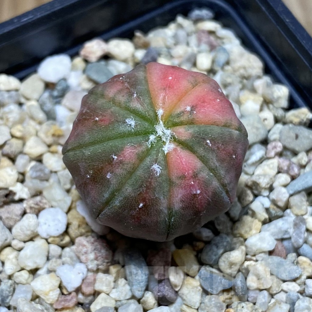 SH4605 Astrophytum asterias ‘Purple Skin Red’ f. variegata