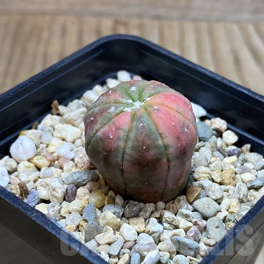 SH4605 Astrophytum asterias ‘Purple Skin Red’ f. variegata - Image 2