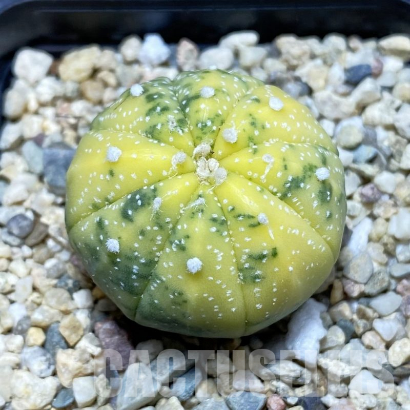 SH4607 Astrophytum asterias f. variegata