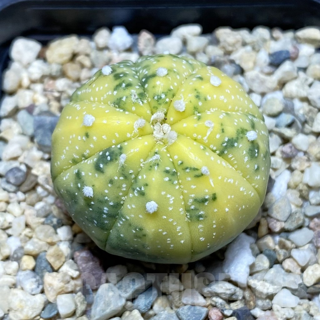 SH4607 Astrophytum asterias f. variegata