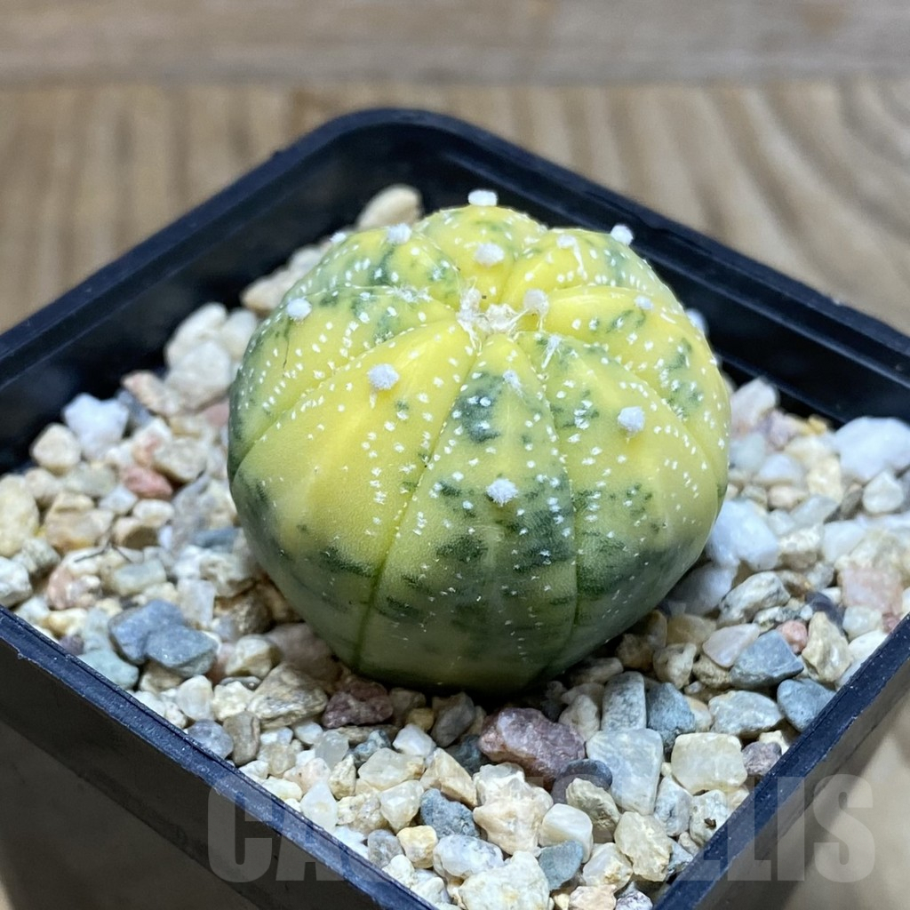 SH4607 Astrophytum asterias f. variegata - Image 2