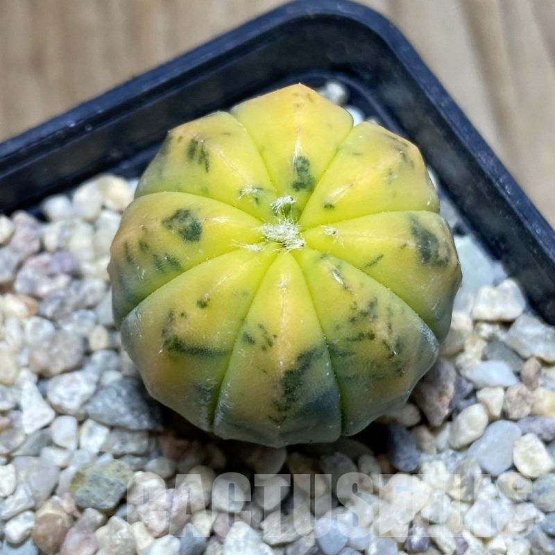 SH4608 Astrophytum asterias f. variegata