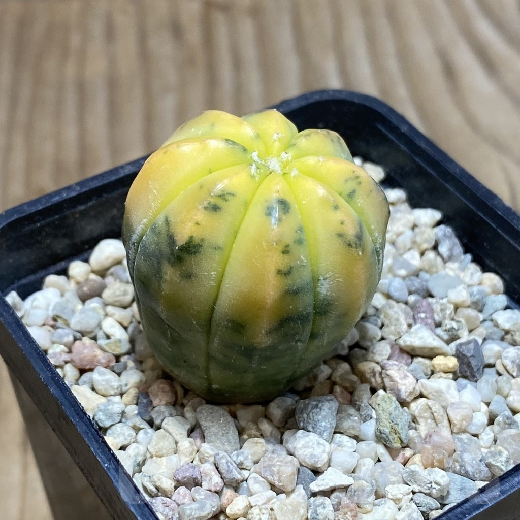 SH4608 Astrophytum asterias f. variegata - Image 2