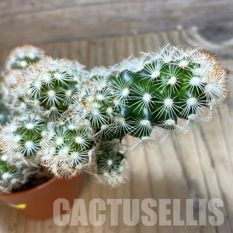 SHND4552 Mammillaria elongata