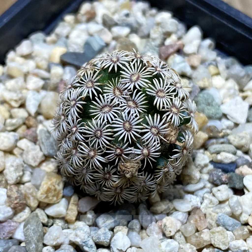SH4559 Mammillaria hernandezii