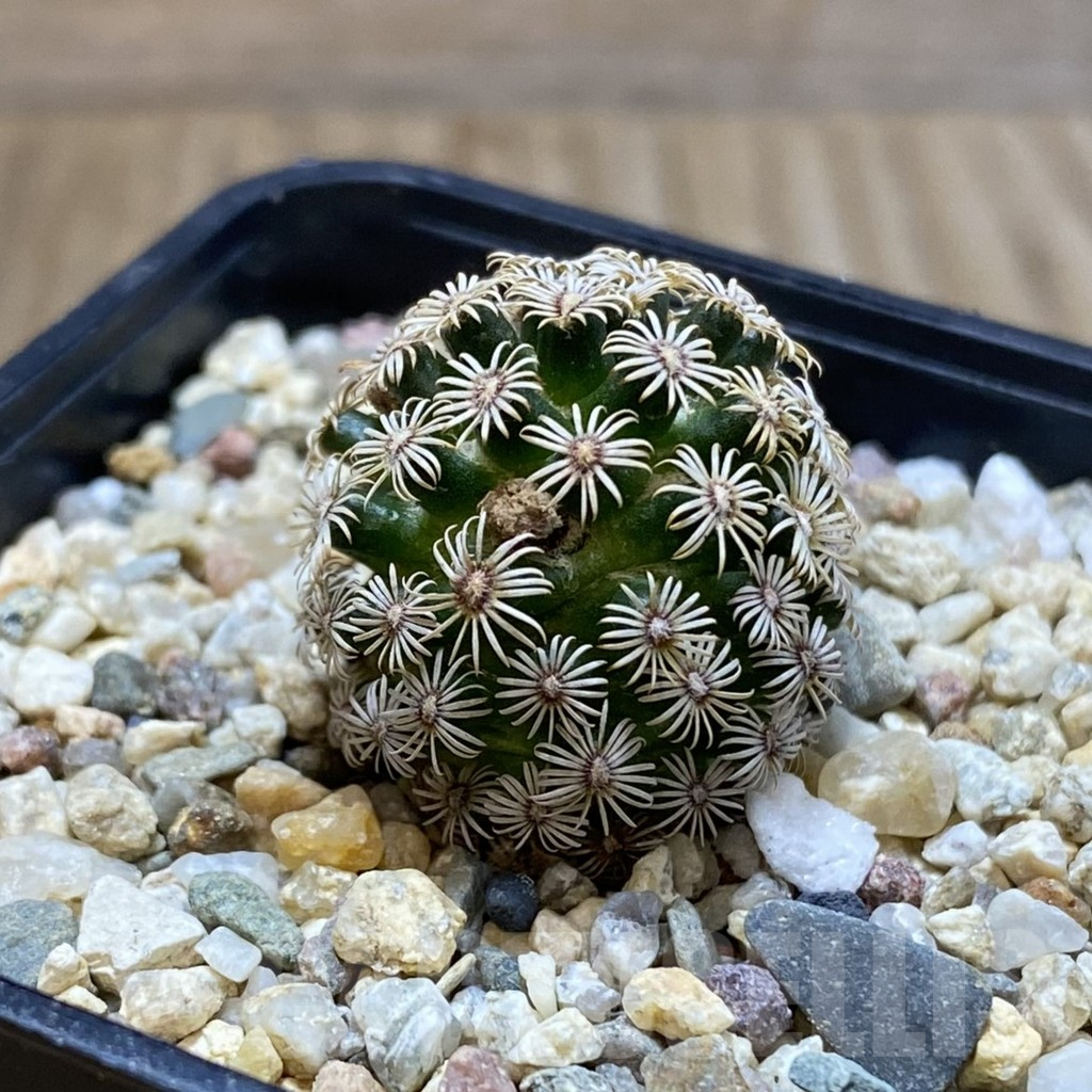 SH4559 Mammillaria hernandezii - Image 2