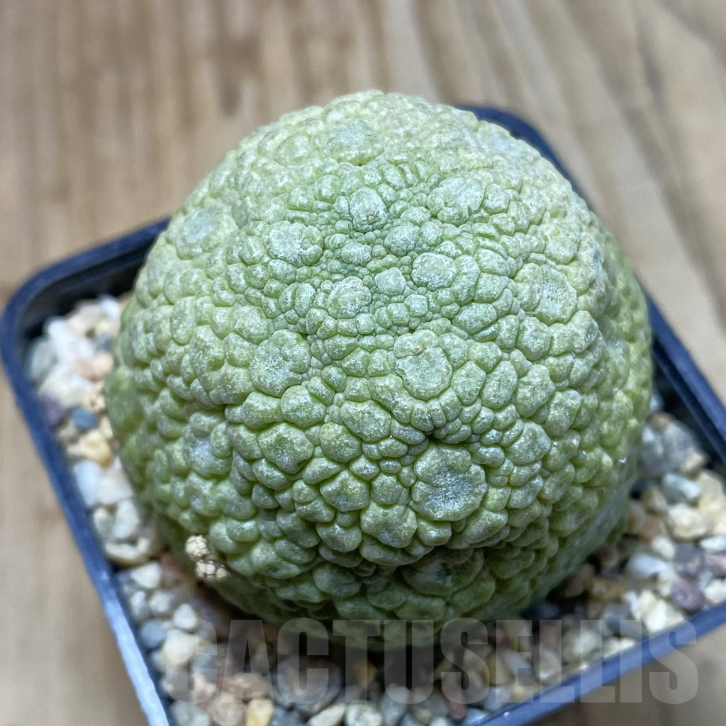 SH4561 Pseudolithos migiurtinus