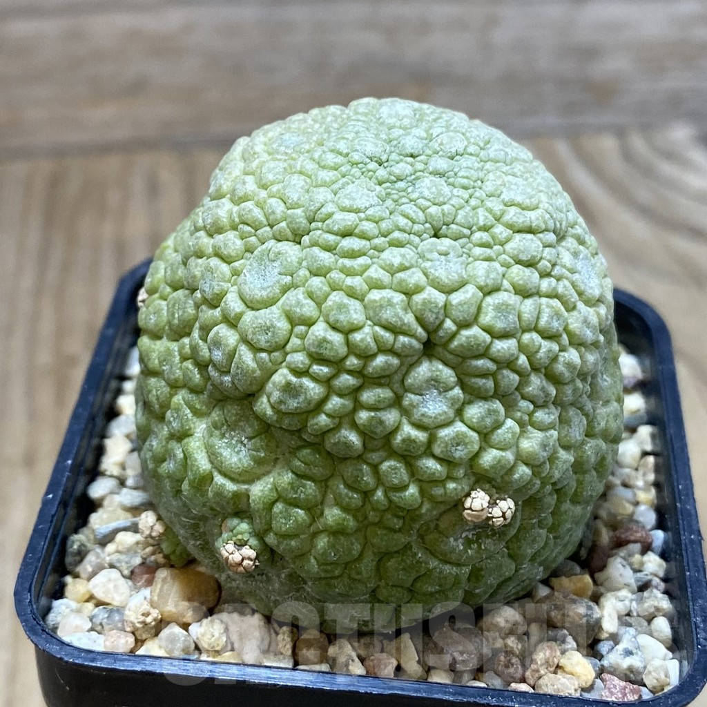 SH4561 Pseudolithos migiurtinus - Image 2