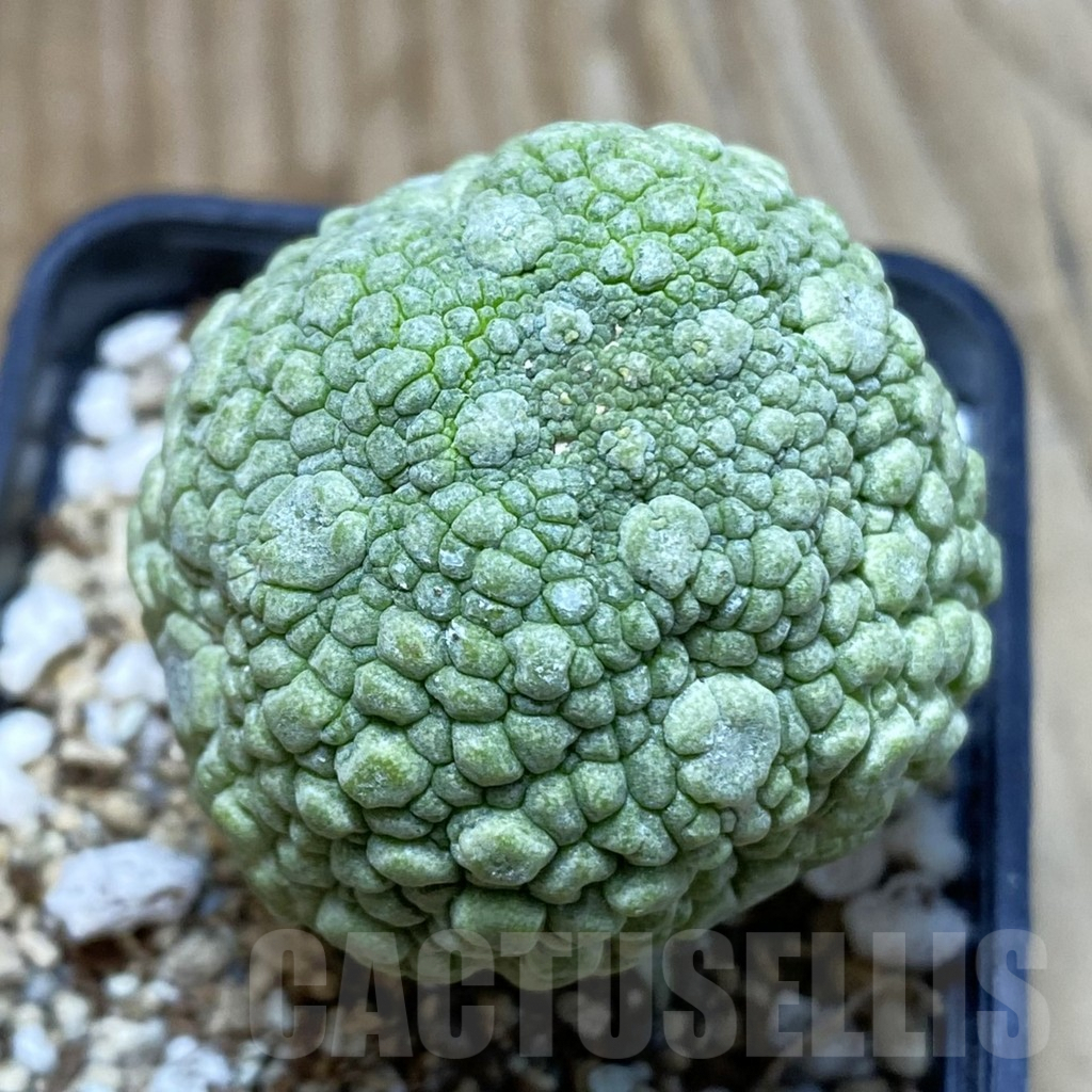 SH4562 Pseudolithos migiurtinus