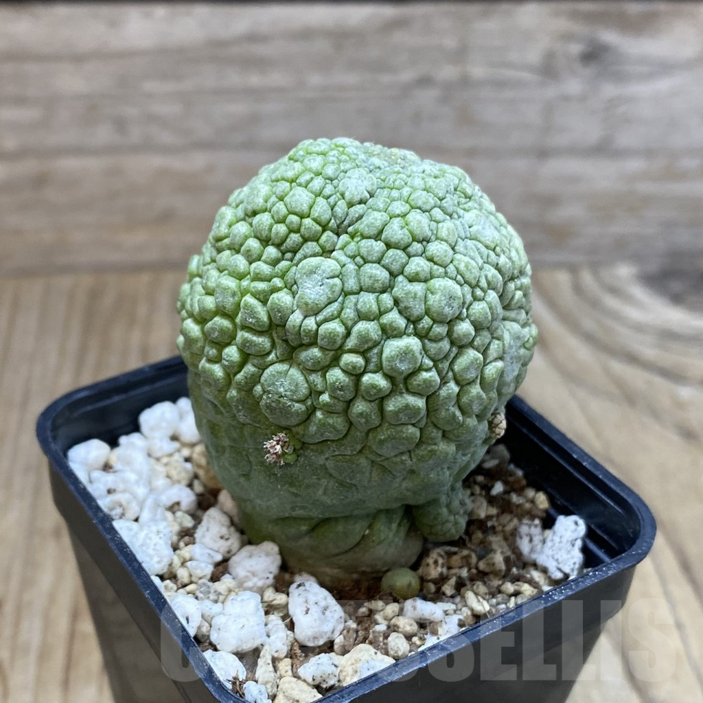 SH4562 Pseudolithos migiurtinus - Imagen 2