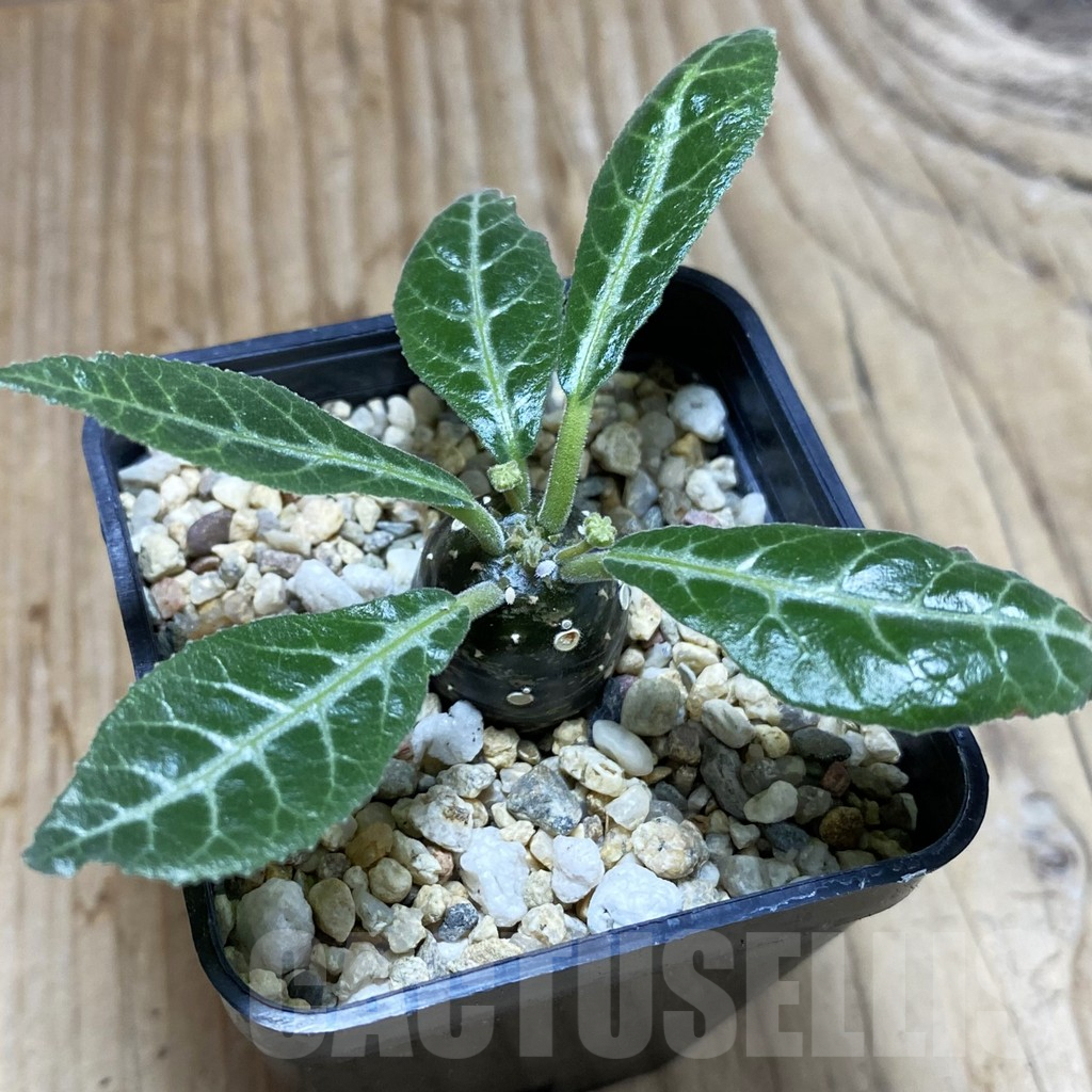 SH4565 Dorstenia 'Lancifolia'