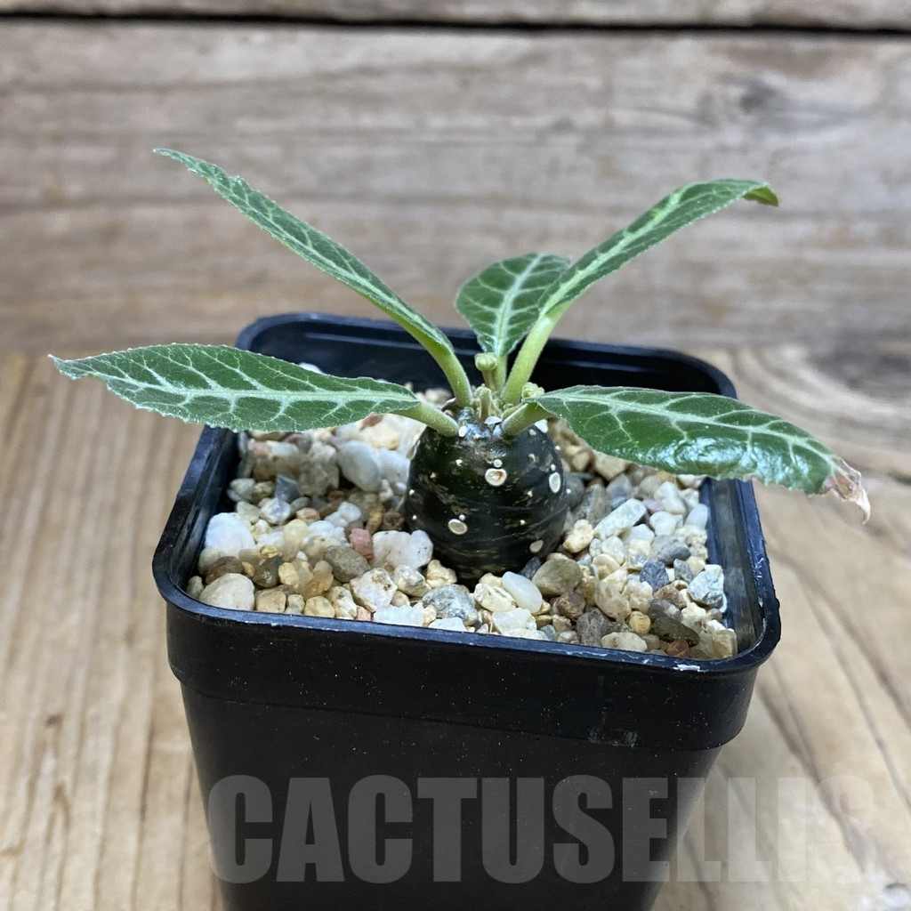 SH4565 Dorstenia 'Lancifolia' - Image 2