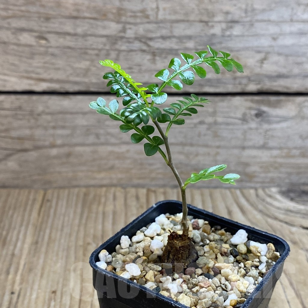 SH4566 Operculicarya pachypus - Image 2