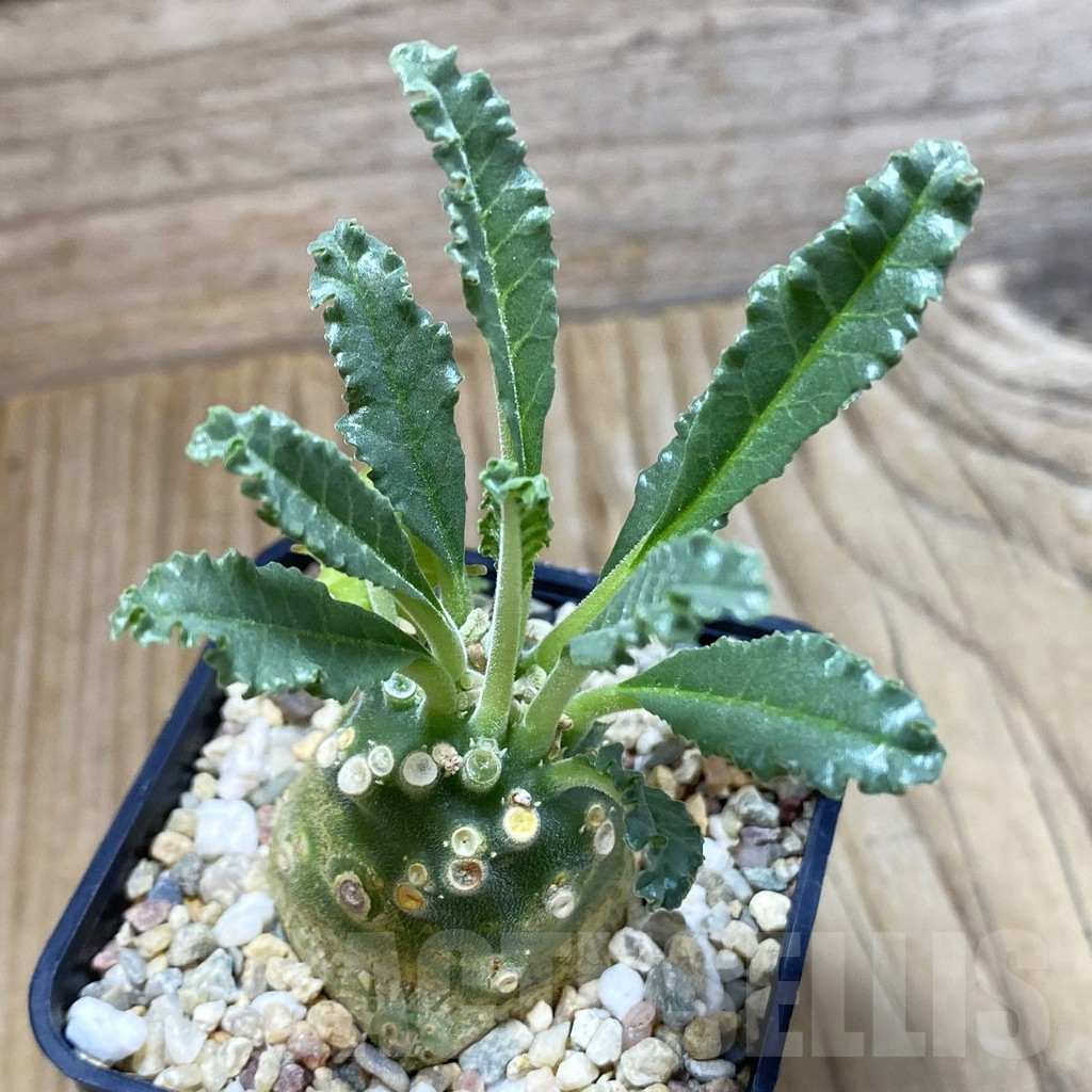 SH4567 Dorstenia lavrani