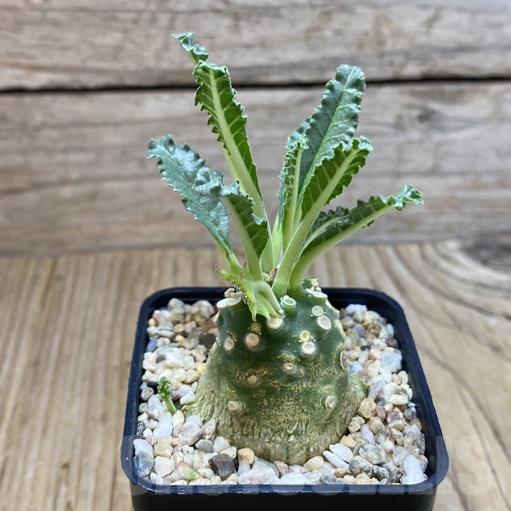 SH4567 Dorstenia lavrani - Image 2