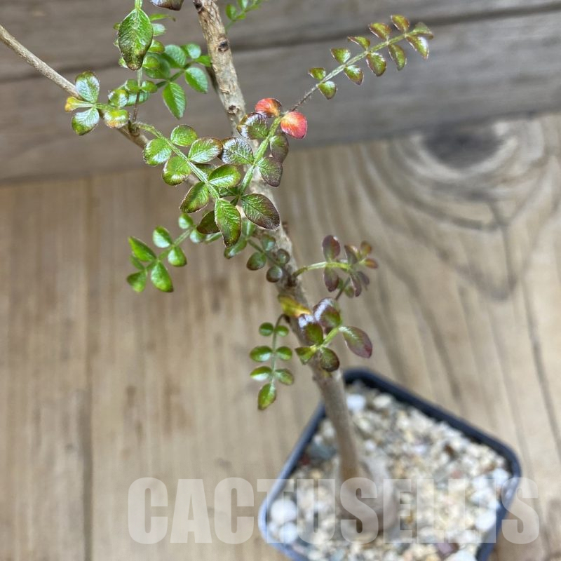 SH4568 Operculicarya borealis, seedling