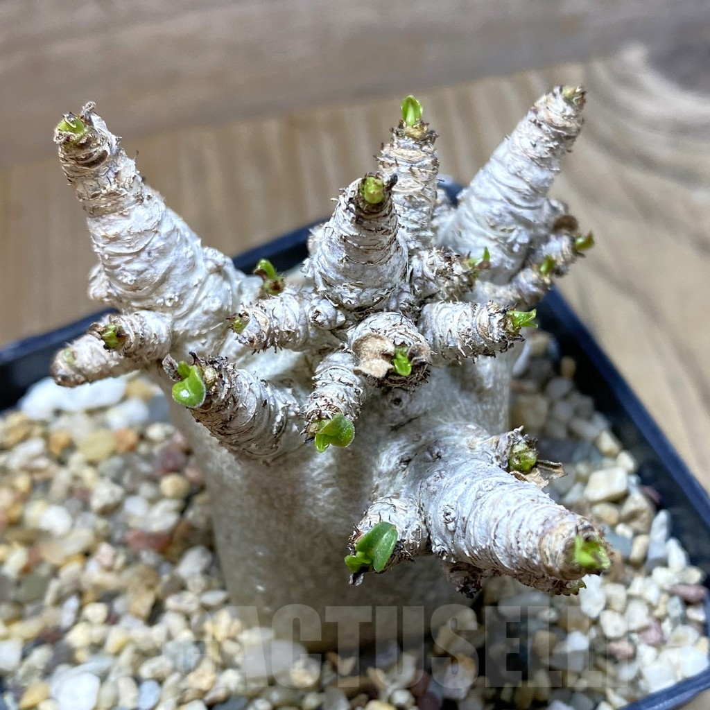 SH4569 Adenium arabicum ‘Black form’