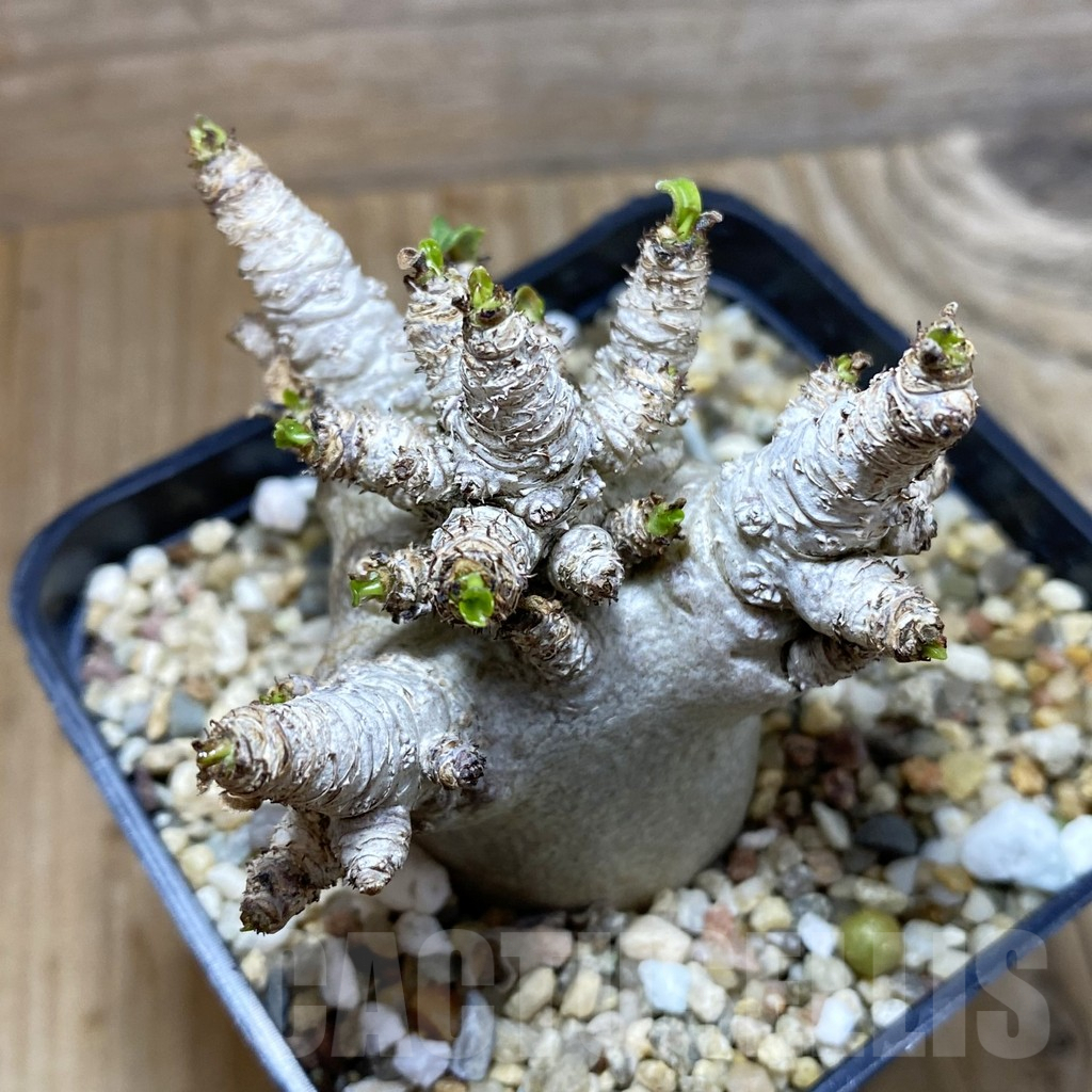 SH4569 Adenium arabicum ‘Black form’ - Image 2