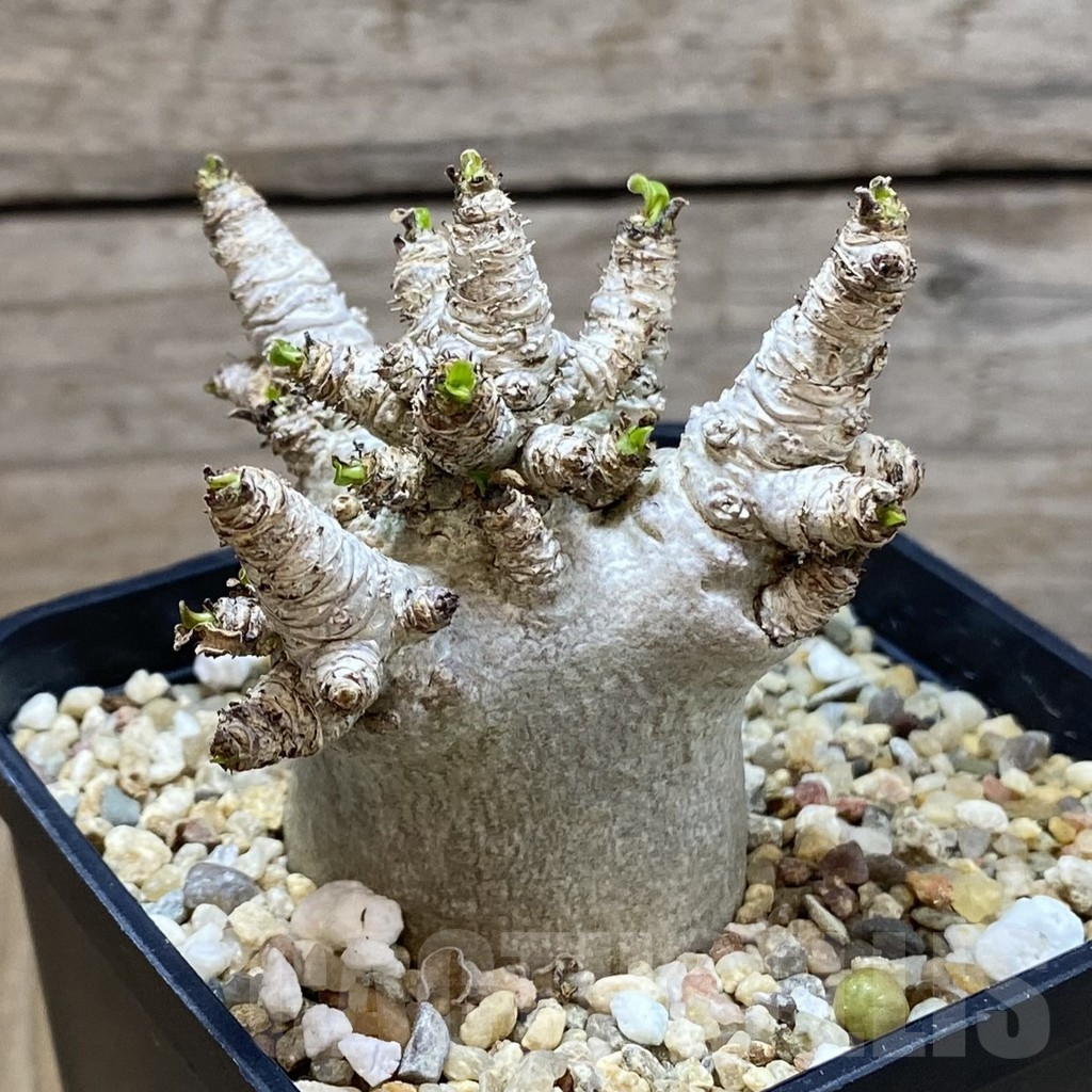 SH4569 Adenium arabicum ‘Black form’ - Image 3