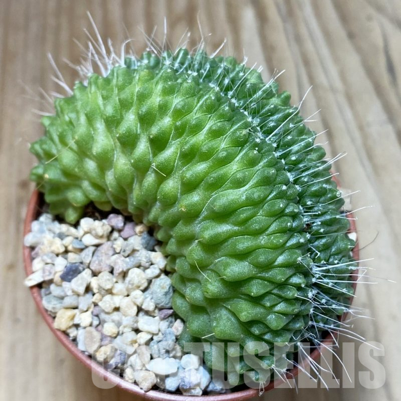 SH4548 Mammillaria spinosissima ‘Uno Pico’ f. cristata