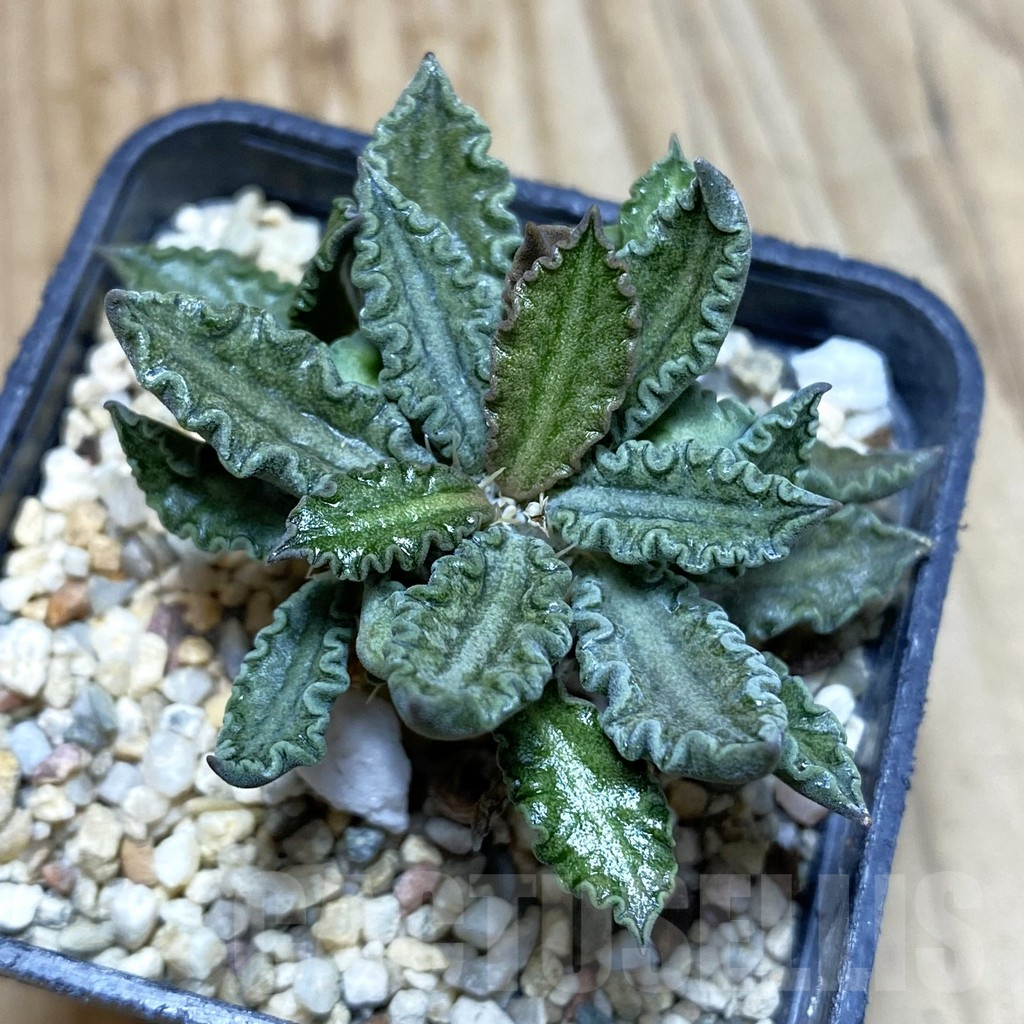 SH4572 Euphorbia tulearensis