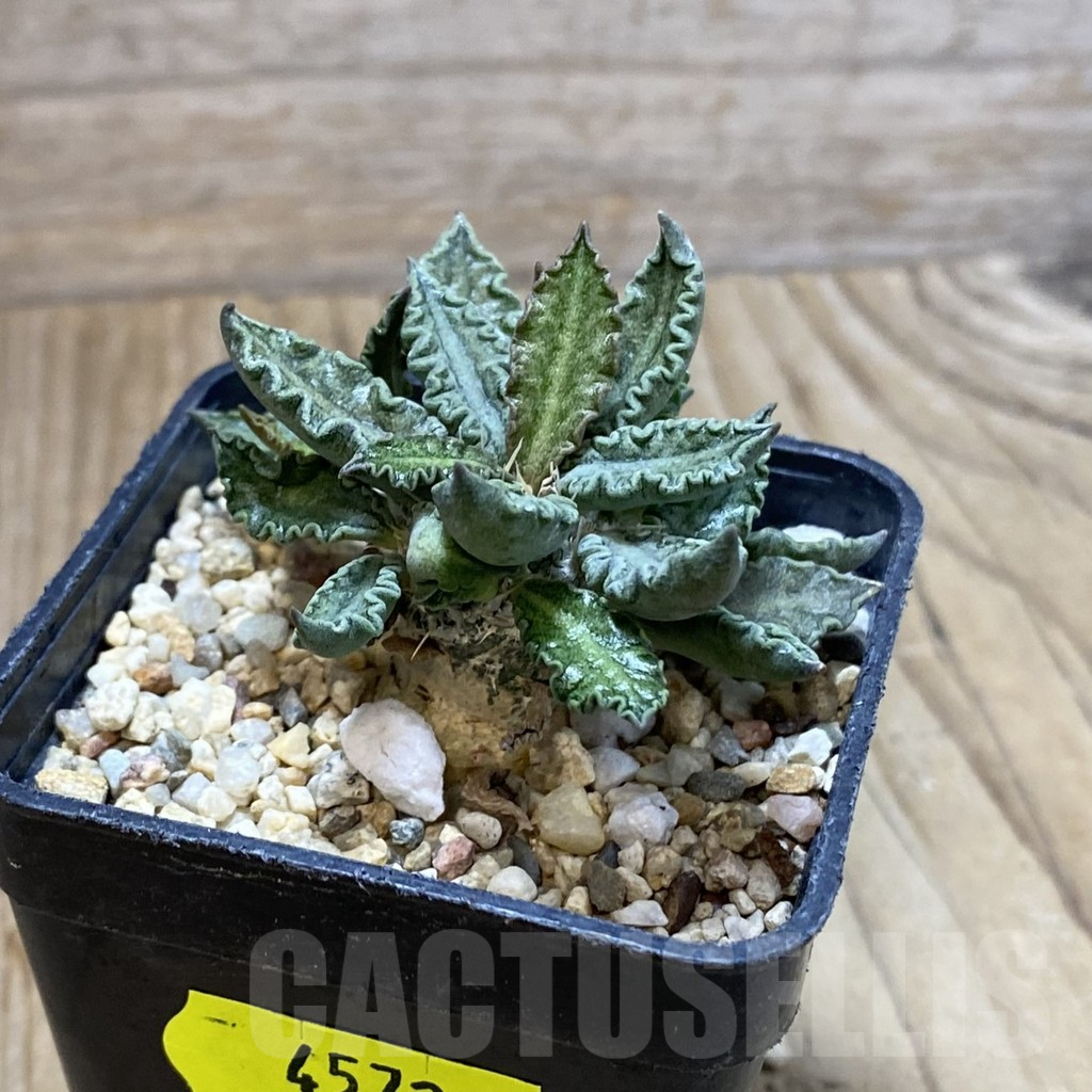 SH4572 Euphorbia tulearensis - Imagen 2