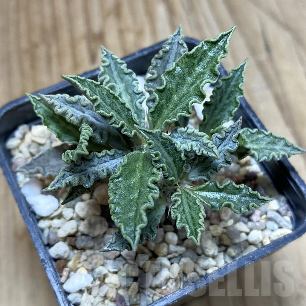 SH4573 Euphorbia tulearensis