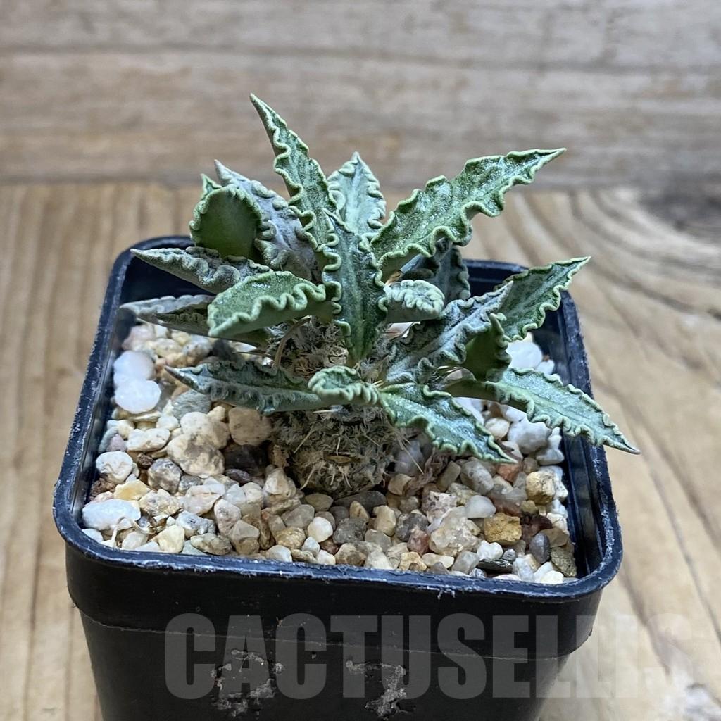SH4573 Euphorbia tulearensis - Imagen 2