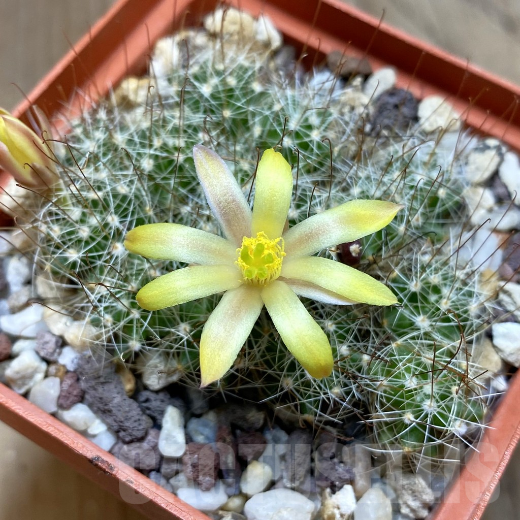 SH4577 Mammillaria surculosa