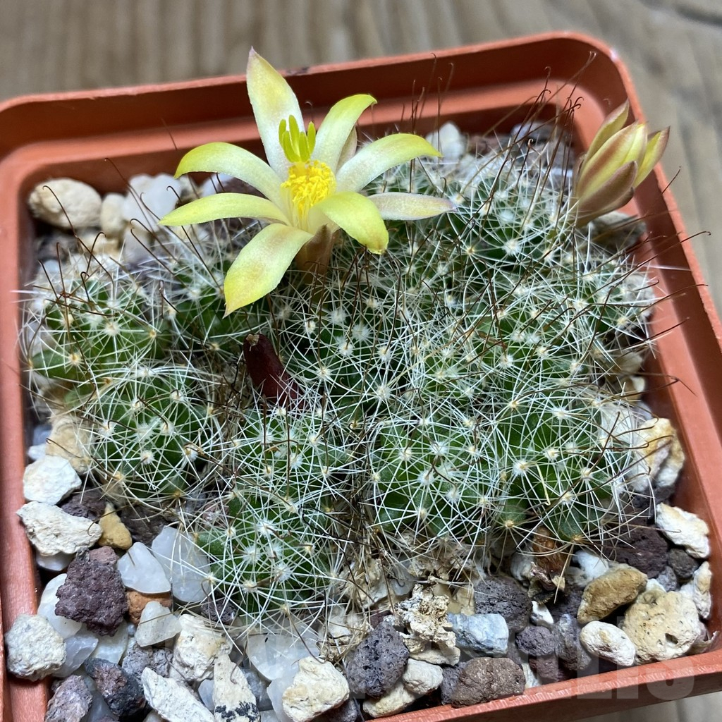 SH4577 Mammillaria surculosa - immagine 2